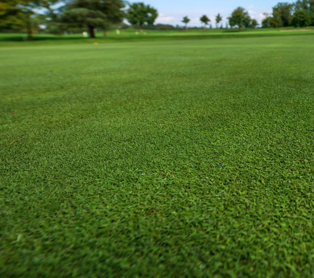 Corte grama esmeralda